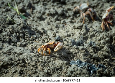 Red Crab Posing On Ground At Low Tide In Fuseta Algarve Portugal