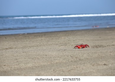 Red Crab In Sea Beach. Blur Sea Background.