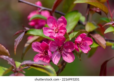 Red Crabapple Blossoms In Late May