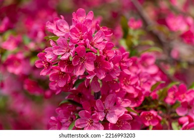 Red Crabapple Blossoms In Late May