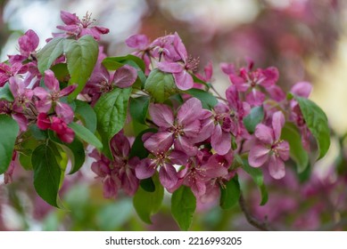 Red Crabapple Blossoms In Late May