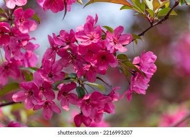 Red Crabapple Blossoms In Late May