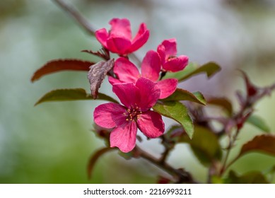 Red Crabapple Blossoms In Late May