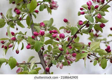 Red Crabapple Blossoms In Spring