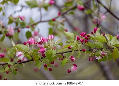 Red Crabapple Blossoms In Spring