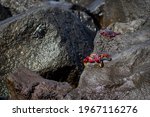 Red crabs on wet black volcanic rocks of Tenerife coasts. 