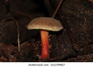 Red Cracking Bolete Mushroom In Ancient Woodland