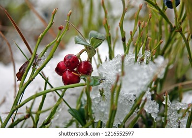 Red Cranberries In Fresh Snow In The Forest