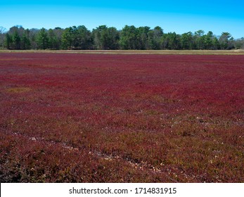 Red Cranberry Bog In Spring On Cape Cod