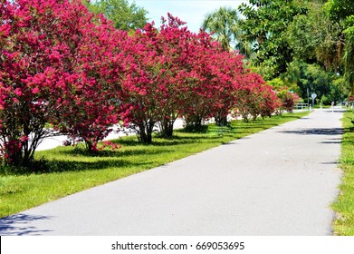 red Crape Myrtle's  in full bloom seen here on the Pinellas Trail Largo Florida, USA - Powered by Shutterstock