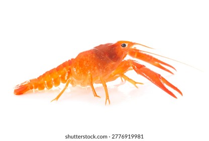 red crayfish in front of white background