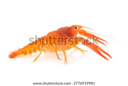 red crayfish in front of white background