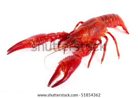 Red Crayfish in front of white background Stock foto © 