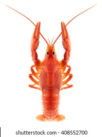 Red Crayfish Isolated On White
