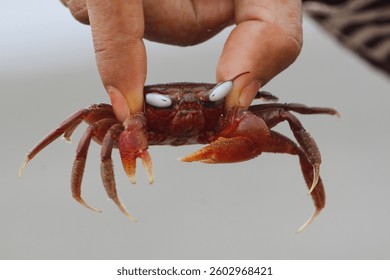 A red cred in the hand  