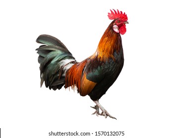 Red crested Thai chicken on a white background.