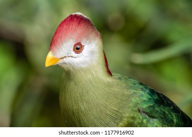 Red Crested Turaco