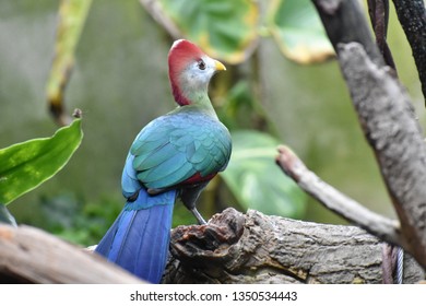 Red Crested Turaco