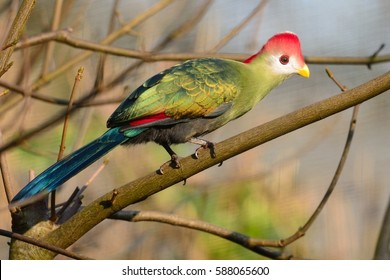 Red Crested Turaco