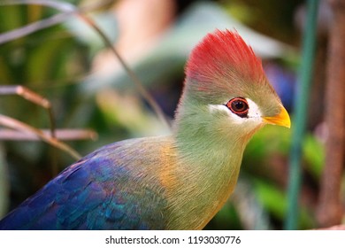 Red Crested Turaco Background-close Up