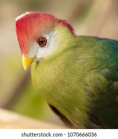 Red Crested Turaco Close Up