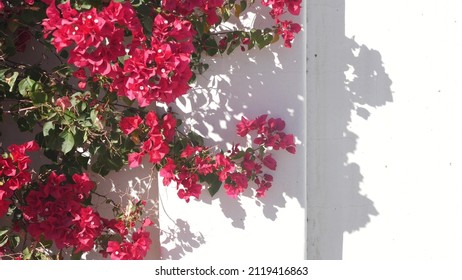 Red crimson bougainvillea flowers blossom or bloom, shadow on white wall of house. Mexican or spanish style garden in California, Palm Springs, USA. Tropical exotic flora, ornamental floriculture.