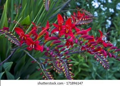 Red Crocosmia Lucifer In A Garden.