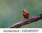 Red crossbill or common crossbill (Loxia curvirostra), a small passerine bird in the finch family, coming for a drink in a pond in the forest in the Netherlands