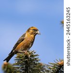 The red crossbill or common crossbill (Loxia curvirostra) is a small passerine bird in the finch family Fringillidae. Crossbills have distinctive mandibles, crossed at the tips.