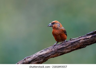 Red crossbill or common crossbill (Loxia curvirostra), a small passerine bird in the finch family, coming for a drink in a pond in the forest in the Netherlands - Shutterstock ID 2181893557