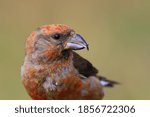Red Crossbill  Loxia curvirostra bird