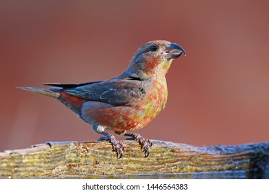  Red Crossbill  Loxia Curvirostra Bird 