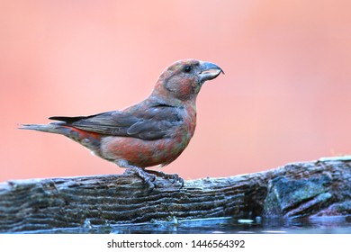  Red Crossbill  Loxia Curvirostra Bird 