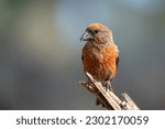 Red crossbill on a perch