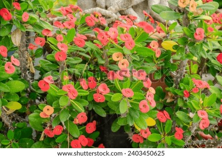 Red crown of thorns plant with many green leaves.Euphorbia. Flower Euphorbia milii (crown of thorns)