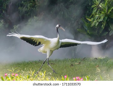 Red Crowned Crane In Green Grass