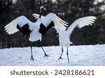 Red crowned cranes dancing, in Japan