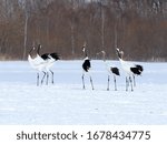 Red crowned cranes or Japanese crane (Grus japonensis) in Hokkaido, Japan. Tancho Cranes walking on the snow field in winter.