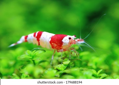 Red Crystal Aquarium Fresh Water Shrimp