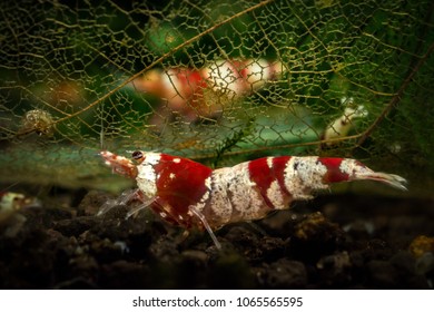 Red Crystal Shrimp Hiding Under Leaf Skeleton