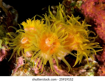 Red Cup Corals Stock Photo 25919152 | Shutterstock