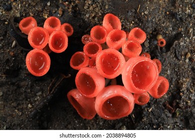 Red Cup fungi (cookeina sulcipes)in the family Sarcoscyphaceae, members of which may be found in tropical and subtropical regions of the world,Thailand 