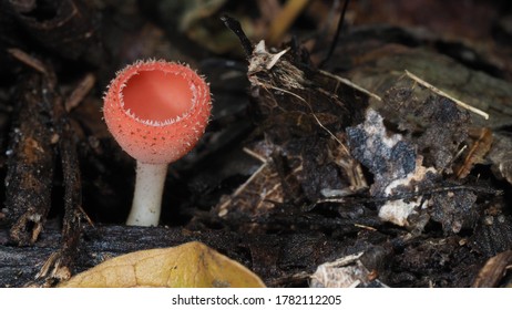 Red Cup Mushroom, Champagne Cup Mushroom (Cookeina Sulcipes, Sarcoscyphaceae) In Tropical Forest.