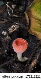 Red Cup Mushroom, Champagne Cup Mushroom (Cookeina Sulcipes, Sarcoscyphaceae) In Tropical Forest.