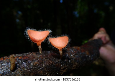 Red Cup Mushroom Or Fungi Kingdom