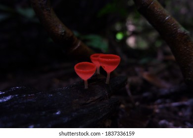 Red Cup Mushroom Or Fungi Kingdom