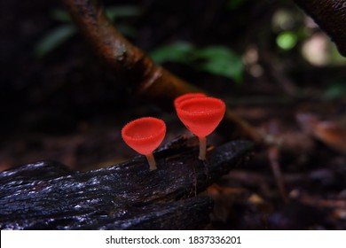 Red Cup Mushroom Or Fungi Kingdom