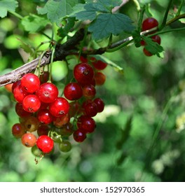 Red currant . - Shutterstock ID 152970365