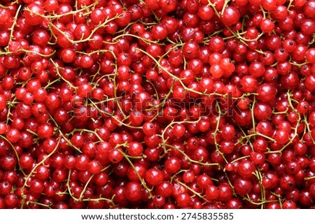 Red currant berries close up background, full frame texture. Fresh ripe currants, summer harvest concept