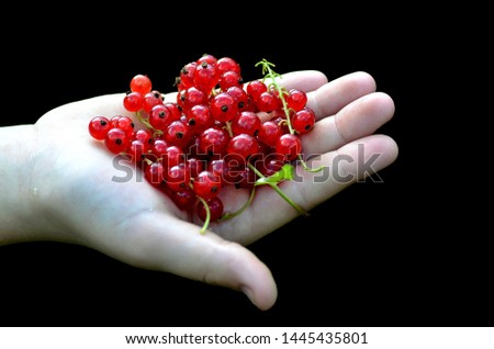 Similar – Foto Bild Kinderhand hällt frische Johannisbeeren